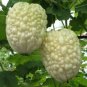 Fresh 10 Taiwan White Apple Bittermelon Hybrid Seeds Garden