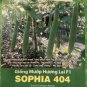 Fresh 20 Vietnamese Hybrid Smooth Luffa Seeds HạT GiốNg MướP Hương Lai F1 Sophia 404 Garden