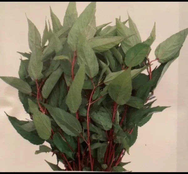 Fresh 2000 Red Jute Seedsmolokhia Egyptian Spinach Garden