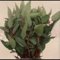Fresh 2000 Red Jute Seedsmolokhia Egyptian Spinach Garden