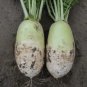 Fresh 3 Gram 200+ Korean Autumn Hybrid Daikon Radish Seedsjoseon Mu Garden