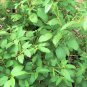 Fresh 8Oz 112 000 Molokhia Egyptian Spinach Seeds Saluyot Garden