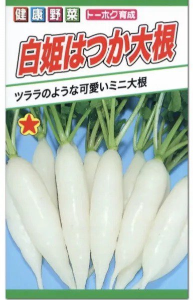Fresh 1/2 Oz 2000 Shirahime Hatsuka Daikon Seeds 20 30 Daysgreat For Kimchee Garden