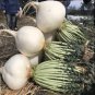 Fresh 1 Oz 1400 Sakurajima Mammoth Daikon Seeds Gigantic Novelty Garden