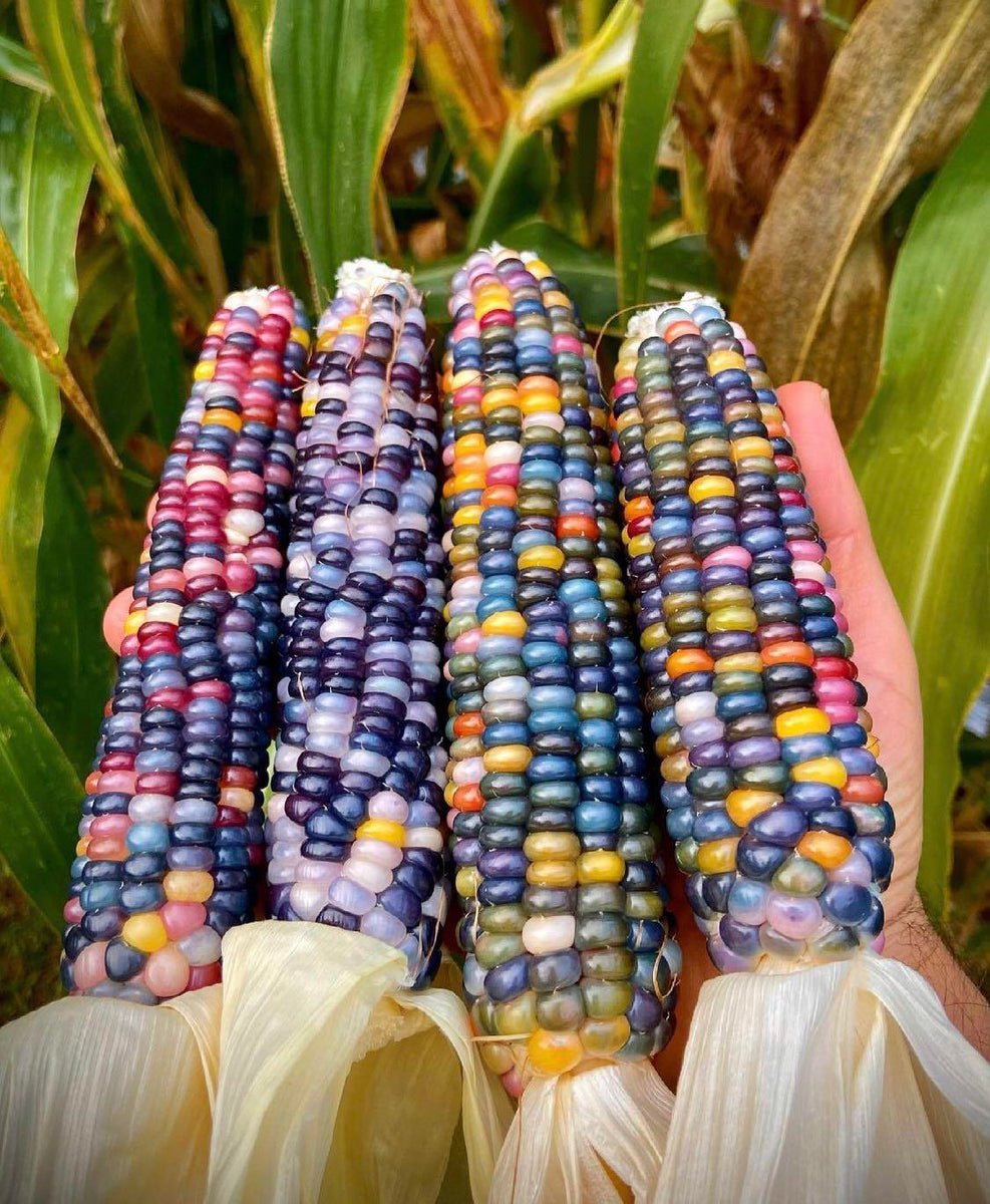 Fresh 120 Glass Gem Indian Corn Seeds Rainbow Colored Native Corn Oct/21 Garden