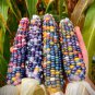 Fresh 120 Glass Gem Indian Corn Seeds Rainbow Colored Native Corn Oct/21 Garden