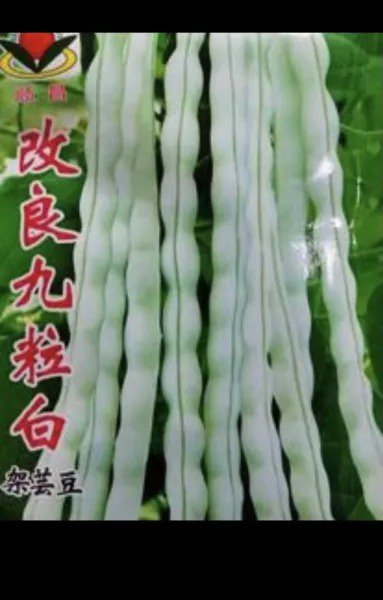 Fresh 120 Bai Bu Lao Chinese Romano Pole Bean Seeds Garden