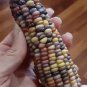 Fresh Usa 120 Organic Glass Gem Native Corn Seeds Rainbow Colored Indian Corn Garden
