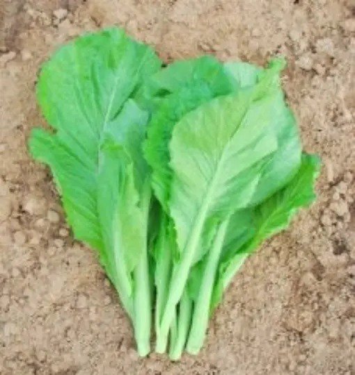 Fresh 1/4Oz 2500+ Small Gai Choi Mustard Green Seeds Great Autumn Crop Garden