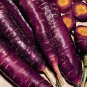 Fresh Usa 1/4Oz 5000 Dragon Purple Carrot Seedsgreat Autumn Crop Garden