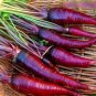 Fresh 1/4Oz 5000 Dragon Purple Carrot Seedsgreat Autumn Crop Garden