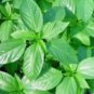 Fresh 2000 Molokhia Egyptian Spinach Seedsjew'S Marrowsaluyot Garden