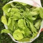 Fresh Usa 1 Oz 30 000 Edible Callaloo Amaranth Green Leaf Seeds Garden
