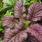 Fresh 1 Oz 10 000 Red Giant Japanese Mustard Green Seeds Karashina Garden
