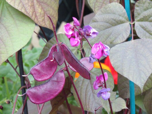 Fresh Usa 60 Ruby Moon Hyacinth Bean Seedsbatawlablabedible Landscape Garden