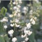 Fresh 30 Shirohana Fujimame Japanese White Flower Hyacinth Bean Seeds Garden