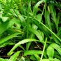 Fresh Usa 10 Gram 4500 Mitsuba Japanese Parsley Seeds Like Minari Garden