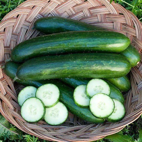 Fresh Usa 100 Organic Green Finger Persian Cucumber Seedsgourmet Beit Alpha Garden