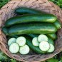 Fresh Usa 100 Organic Green Finger Persian Cucumber Seedsgourmet Beit Alpha Garden