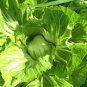 Fresh 16 000 Gai Choi Indian Chinese Cabbage Seedsheading Mustard Garden