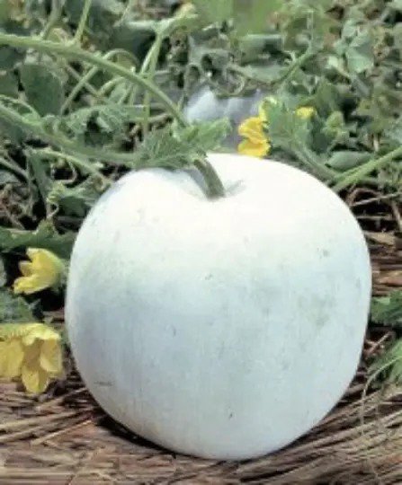 Fresh 60 Round Wax Gourd Seedswinter Melonindian Ash Gourddong Gua Garden