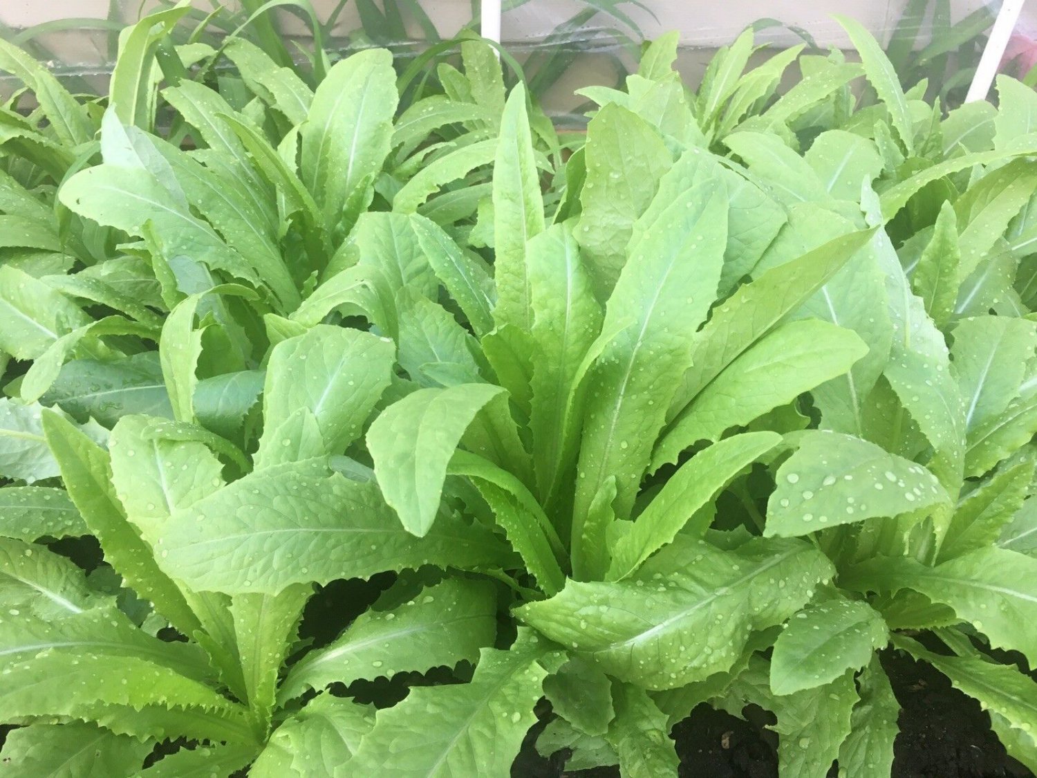 Fresh 1 Oz 20000 A Choy / Aa Cai Seeds Taiwanese Sword Leaf Lettuce Aa Garden