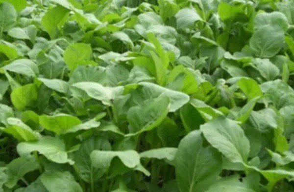 Fresh 1 Oz 12 000+ Yu Choi Sum / You Cai Seeds Usa Garden