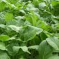 Fresh 1 Oz 12 000+ Yu Choi Sum / You Cai Seeds Usa Garden