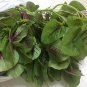 Fresh Usa 1 Oz 28 000 Amaranth Red Stripe Leaf Seedschinese Spinach Garden