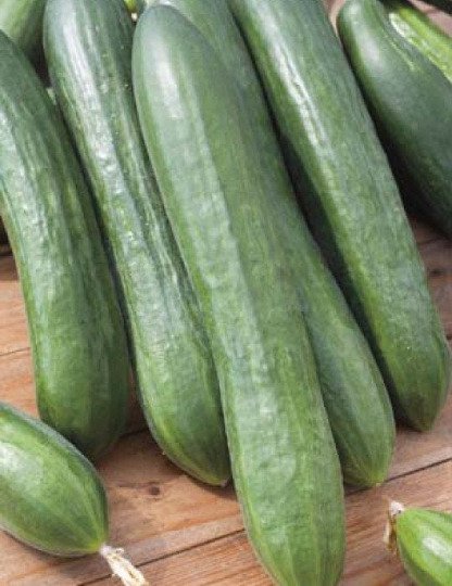 Fresh Usa 200 Beit Alpha Persian Burpless Cucumber Seeds With Tracking Garden