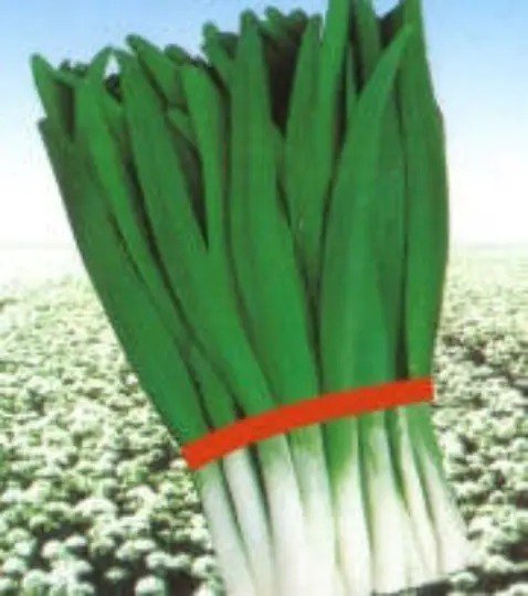 Fresh 1000 Dah Ye Broad Leaf Garlic Chive Seedsallium Tuberosum Rottler Garden