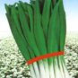 Fresh 1000 Dah Ye Broad Leaf Garlic Chive Seedsallium Tuberosum Rottler Garden