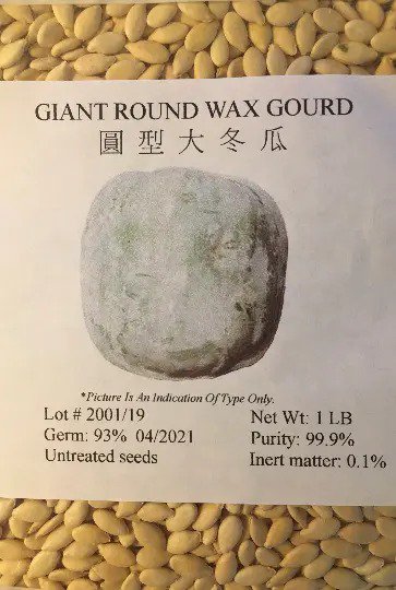 Fresh Giant Round Wax Gourd Seedswinter Melonash Gourddong Gua 40+ Pound Garden