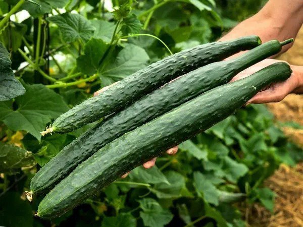 Fresh 100 China Jade Burpless Cucumber Seeds Garden