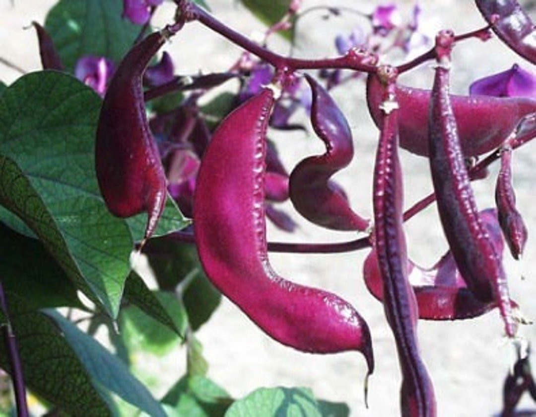 Fresh 40 Ruby Moon Hyacinth Bean Seedsbatawlablabedible Landscapeusa Garden