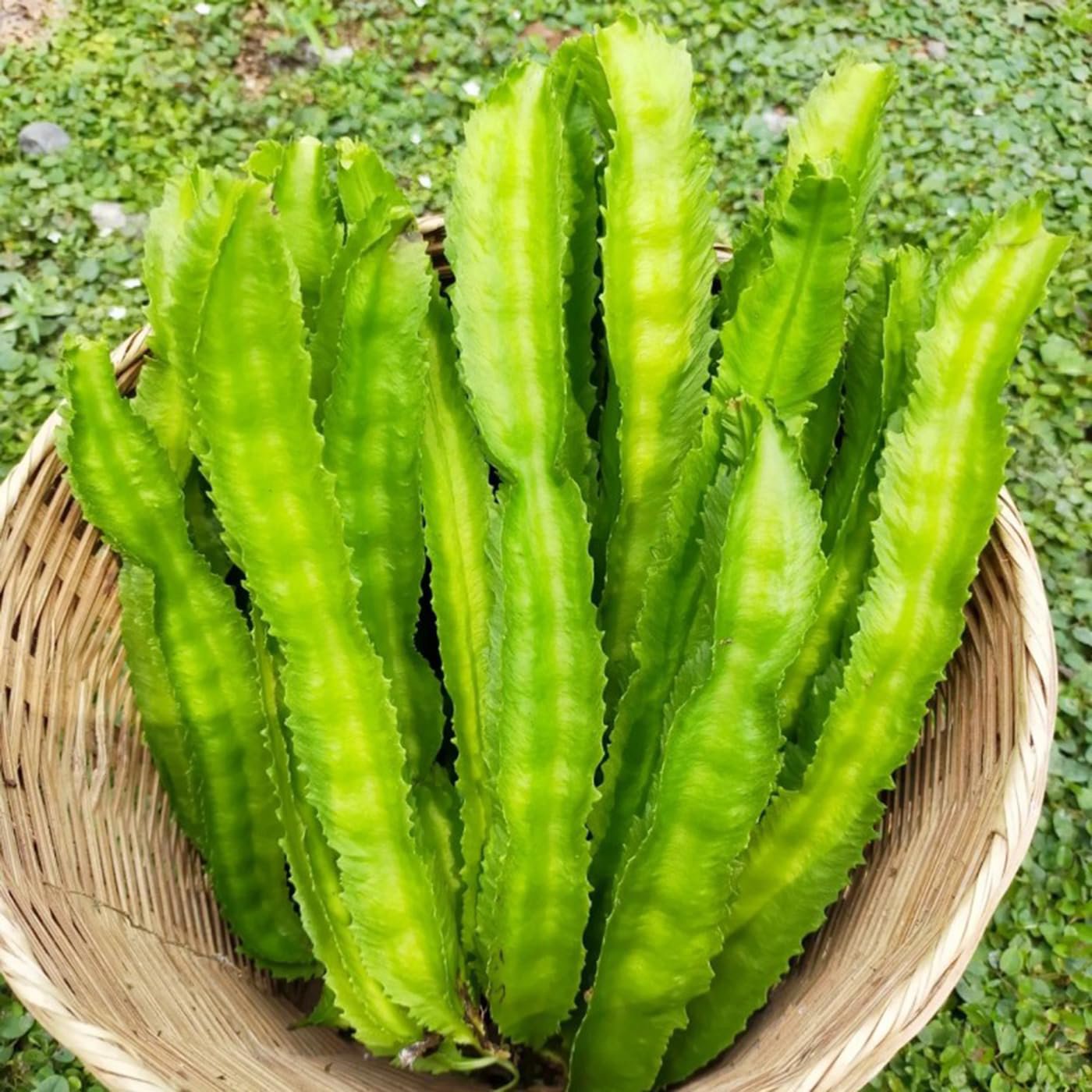 Fresh Usa 50 Winged Bean Seedsdara Dham Bala Four Angled Bean Manila/Goa/Dragon Bean Garden