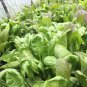Fresh 1 Oz 12 000+ Japanese Red Giant Mustard Green Seeds Karashina Garden