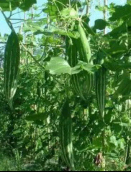 Fresh 15 Buag Ngu Naga Short Snake Serpent Gourd Seedsnon Gmoasian Heirloomusa Garden