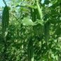 Fresh 15 Buag Ngu Naga Short Snake Serpent Gourd Seedsnon Gmoasian Heirloomusa Garden
