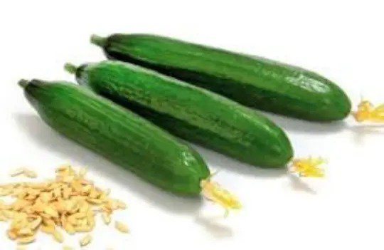 Fresh 200 Beit Alpha Persian Burpless Cucumber Seeds Garden