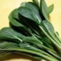 Fresh 2000+ Komatsuna Japanese Mustard Spinach Seeds Heirloom Garden