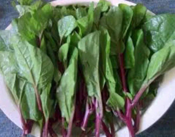 Fresh Usa 600 Red Stem Malabar Spinach Seeds Alugbati Pak Plang Jul 2022 Lot Garden