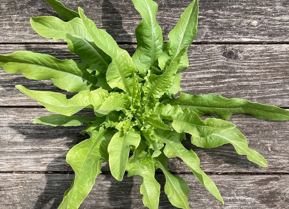 Fresh 5000 A Choy / Aa Cai Seeds Taiwanese Sword Leaf Lettuce Usa Garden