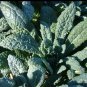Fresh 1500 Lacinato Dinosaur Kale Seeds Heirloom Nero Di Toscano Usa Garden