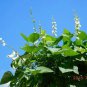 Fresh 15+ Shirohana Fujimame Japanese White Hyacinth Bean Seeds Lablab Garden