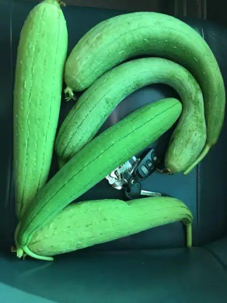Fresh 20+ Edible Short Smooth Luffa Seedssponge Gourd Muop Huongnon Gmo Garden