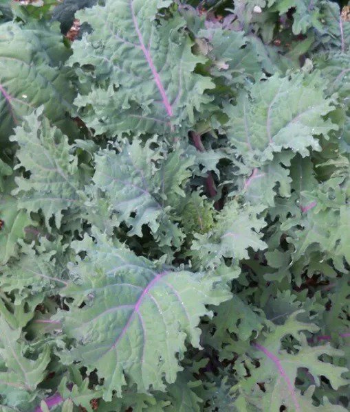Fresh 10G 2500 Certified Organic Red Russian Kale Seeds Heirloom Usafrost Tolerant Garden