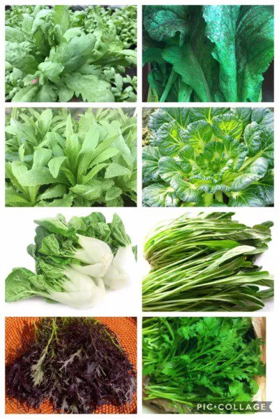 Fresh 2000+ 8 Gram Asian Spring Greens Seeds Mix: Shungiku Mizuna Mibuna A Choy Tatsoi Garden