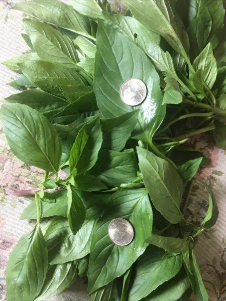 Fresh Usa 7500 Thai Basil Sweet Large Leaf Seeds H&Igrave;�Oraph&Auml;� Garden