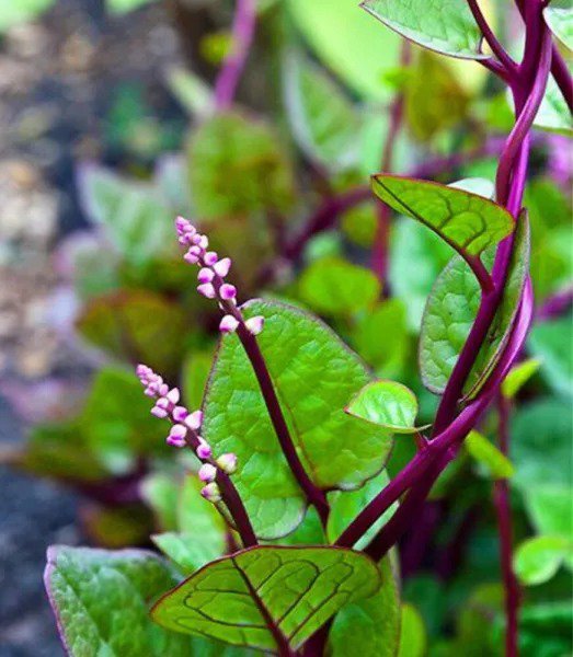Fresh 1 Oz Red Stem Malabar Spinach Seeds Alugbati Pak Plang Vietnamese Garden